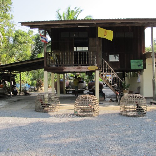 Kadaejae Monkey School, Surathani
