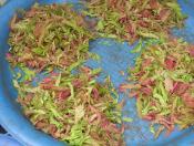 young tamarind leaves