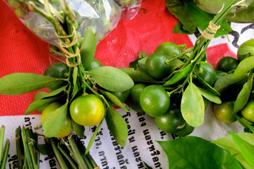 Calamansi - ส้มจี๊ด