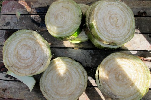 cut banana tree trunk into small disk-like bases