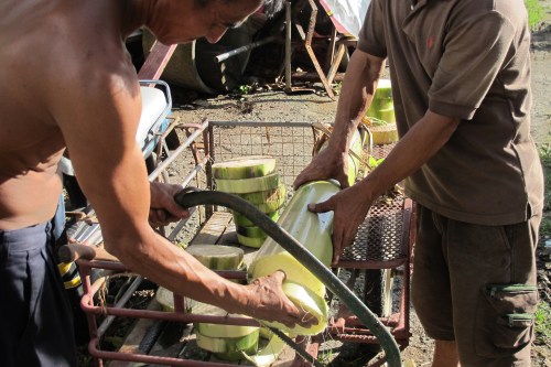 using a saw to cut banana tree trunk into small disk-like bases