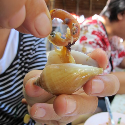 Wing shell - หอยชักตีน