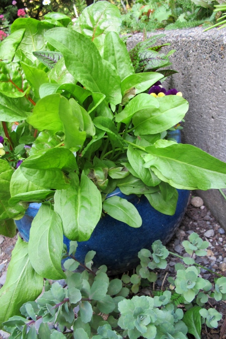 I grow my sorrel in a pot