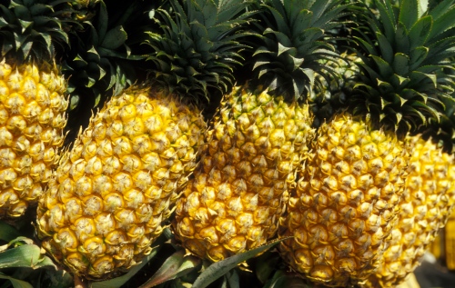 Ripe Phuket Pineapple