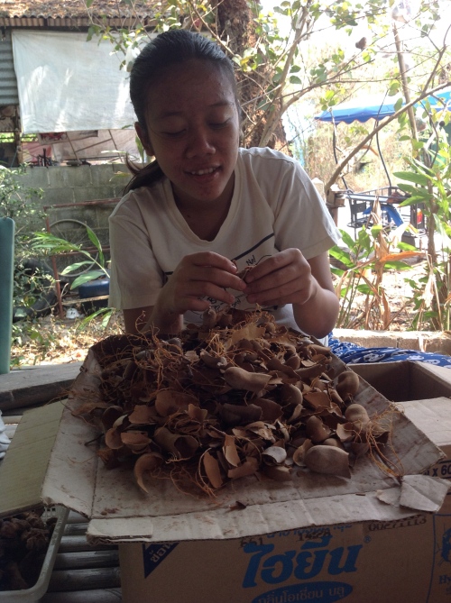 removing tamarind pod, vein and seed