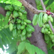 Bilimbi Fruits