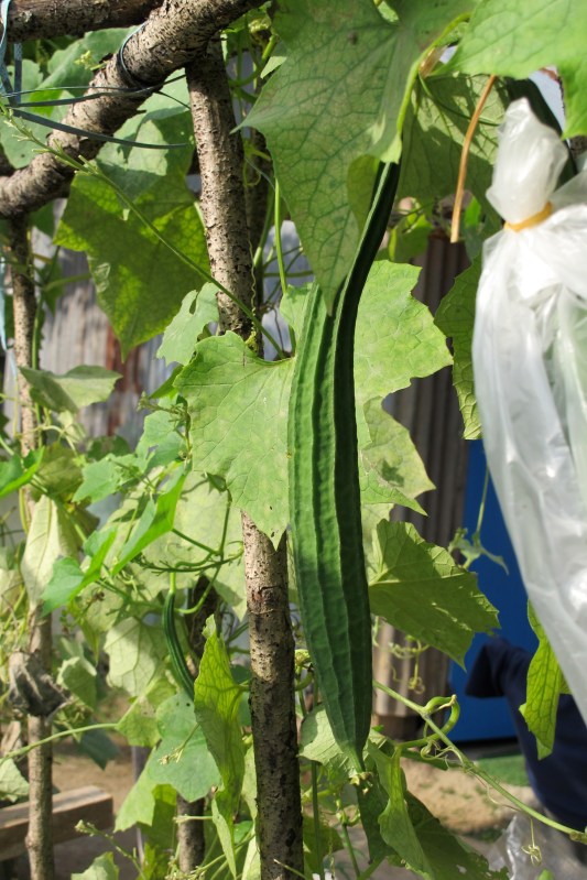 ~Angled Luffa Gourd, Stir-Fried Angled Luffa with Egg Recipe~ | Pranee ...