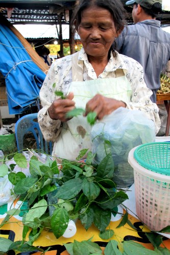 ใบย่านาง ใบย่านาง