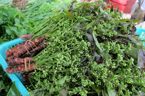 ดอกสะเดา ดอกสะเดา