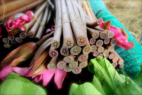 lotus and lotus stems - ดอกบัว และ สายบัว