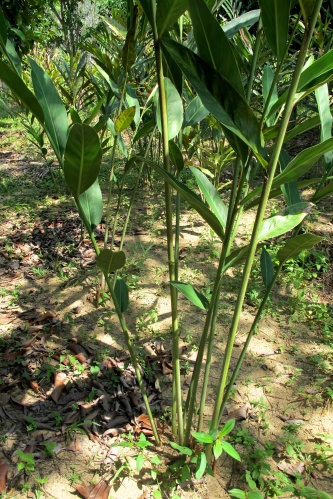 Galangal Plant - ต้นข่า