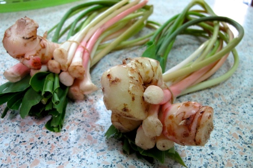 Young Galangal and Tender Stem