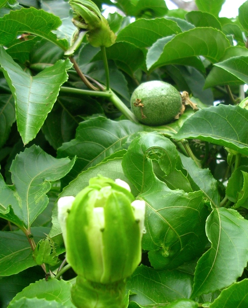 Passion Fruit and Flowers at different stages