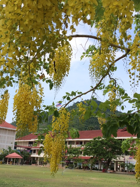 The golden shower tree - Rachapruek - ราชพฤกษ์