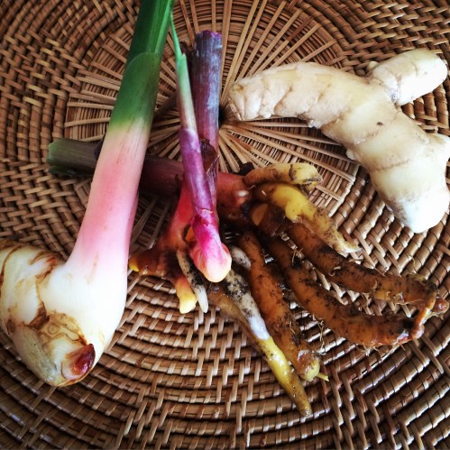 Thai Ginger, Lesser Ginger and White Turmeric